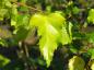 Preview: Gold-Birke - hellgrünes Blatt im Sommer