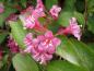 Preview: Weigelie Styriaca - rosa Blüten