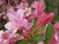 Preview: Weigela Styriaca - rosarote Knospen und rosa Blüte