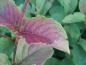 Preview: Blätter von Weigela maximowiczii mit herbstlicher Färbung