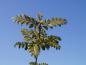 Preview: Weinmannia trichocarpa