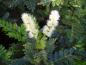 Preview: Weinmannia trichocarpa
