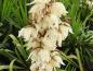 Preview: Blüte von Yucca filamentosa