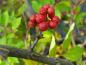 Preview: Rote Früchte von Zanthoxylum simulans