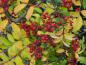 Preview: Herbstfärbung und Früchte bei Zanthoxylum simulans (aufgenommen Ende Oktober)