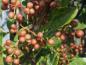 Preview: Kinesiskt pepparträd, Zanthoxylum simulans