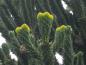 Preview: Weibliche Blüte des Affenschwanzbaums