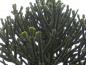 Preview: Araucaria araucana mit weiblichen Blüten