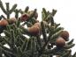 Preview: Zapfen an Araucaria araucana