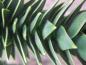 Preview: Nahaufnahme der Nadeln des Affenschwanzbaums