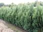 Preview: Chamaecyparis lawsoniana Columnaris