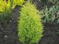 Preview: Junge Pflanze von Juniperus communis Hibernica Gold