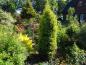 Preview: Wuchsform von Juniperus communis Hibernica Gold