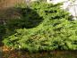 Preview: Juniperus media Pfitzeriana Aurea wächst stark in die Beite.