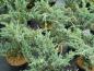 Preview: Juniperus squamata Meyeri