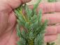 Preview: Juniperus squamata Meyeri