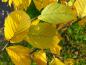 Preview: Schöne gelbe Herbstfärbung bei Ostrya virginiana