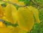 Preview: Virginische Hopfenbuche mit gelbem Herbstlaub