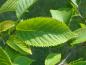 Preview: Ostrya virginiana, die Virginische Hopfenbuche