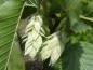 Preview: Die hopfenähnlichen Fruchtstände der Ostrya virginiana