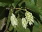 Preview: Der Fruchtstand im Juni bei Ostrya virginiana