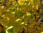 Preview: Gelbes Herbstlaub der Virginischen Hopfenbuche