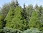 Preview: Picea glauca Conica, die Zuckerhutfichte