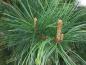 Preview: Pinus cembra mit Knospen im Frühling