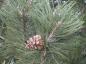 Preview: Pinus nigra nigra
