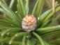 Preview: Blüte der Schirmtanne, Sciadopitys verticillata