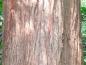 Preview: Die netzartige, dicke, zimtfarbene Borke des Sequoia sempervirens