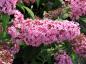 Preview: Blüte des Sommerflieder Pink Delight