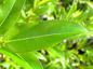 Preview: Salix meyeriana