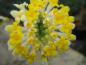 Preview: Gelbe Blüte der Mitsumata (Edgeworthia chrysantha)