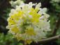 Preview: Schöne Blüte bei Edgeworthia chrysantha