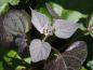 Preview: Purpurkatalpa, Catalpa erubescens Purpurea