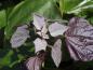 Preview: Purpurkatalpa, Catalpa erubescens Purpurea