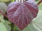 Preview: Purpurkatalpa, Catalpa erubescens Purpurea