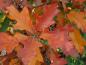 Preview: Schöne rote Herbstfärbung bei der Buscheiche, auch Straucheiche genannt