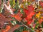 Preview: Rotes Herbstlaub von Quercus ilicifolia