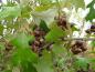 Preview: Quercus ilicifolia - reicher Fruchtansatz