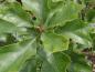 Preview: Triebspitze von Quercus ilicifolia