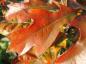 Preview: Quercus ilicifolia in prachtvoller roter Herbstfärbung