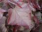 Preview: Cercis canadensis Forest Pansy