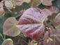 Preview: Cercis canadensis Forest Pansy