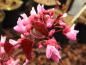 Preview: Judasbaum Forest Pansy - rosa Blüten