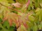 Preview: Fächerahorn Orange Dream (Acer palmatum Orange Dream): junge Blätter in verschiedenen Rot- und Orangetönen