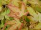 Preview: Frischer Austrieb des Fächerahorns Orange Dream (Acer palmatum Orange Dream) in Gelb, Orange und Rot