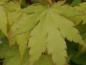 Preview: Gelbgrünes Blatt mit zartem rotem Rand - Acer palmatum Orange Dream