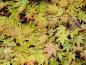 Preview: Acer palmatum Orange Dream mit gelbrotem Herbstlaub